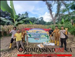 Polsek Kikim Timur Panen Raya Jagung Serentak Kuartal III Di Desa Lubung Tanpang