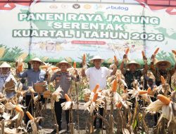 Wakil Bupati Sleman Danang Maharsa, Menghadiri Panen Jagung Bersama Kapolresta Sleman