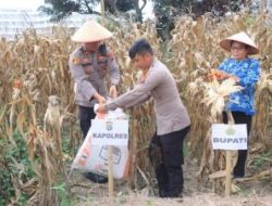 Panen Raya Jagung Serentak Kuartal I 2026, Polres Samosir Dukung Program Ketahanan Pangan Nasional