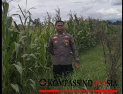 Bhabinkamtimas Melaksanakan Pengecekan Tanaman Jagung Di Desa Binaan Kecamatan Mulak Ulu Kabupaten Lahat.