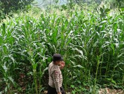 Bhabinkamtibmas Polres Lahat Cek Tanaman Jagung Warga di Desa Tanah Pilih