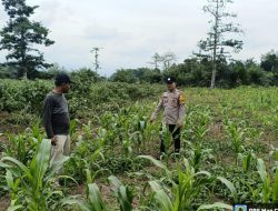 Bhabinkamtibmas Polsek Kikim Timur Pantau Tanaman Jagung Warga Desa Pertikal Baru