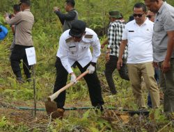 Bupati Tapanuli Utara Canangkan Penanaman Sejuta Pohon Durian untuk Pemulihan Pascabencana ‎