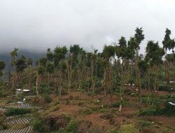 Alih Fungsi Hutan Perhutani di Sikunang Wonosobo, Kini Makin Parah dengan Penebangan Terus Menerus Secara Sembunyi-Sembunyi