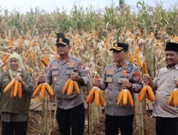 Kapolda Jatim dan Gubernur Khofifah Panen Raya Jagung di Banyuwangi