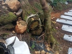 Keterlibatan Mandor dalam Kasus Dugaan pengrusakan Hutan Dan Alih Pungsi Lahan Perhutani BKPH Wonososobo
