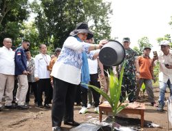 Siti Hediati Soeharto, Kelapa Genjah Lebih Cepat Berubah Tiga Sampai Empat Tahun Sudah Mulai Menghasilkan