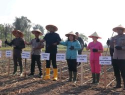 Pelaksanaan Penanaman Jagung Serentak Kuarta I Tahun 2026 di Laguboti di Hadirin Bupati Toba.