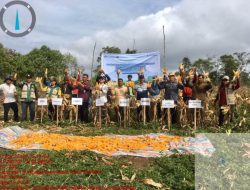 Gerakan Pengendalian Inflasi, Bupati Humbahas Panen Jagung di Paranginan