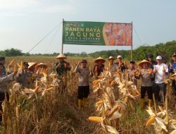 Hadiri Penen Raya Jagung, Kapolsek Rajeg Menegaskan Komitmen Polri Dalam Mengawal Ketahanan Pangan Nasional