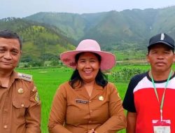 Disbudpar Samosir Tegaskan: Tidak Ada Pungli di Jalan Viral Menuju Agrowisata Sawah Limbong Singkam–Sari Marihit