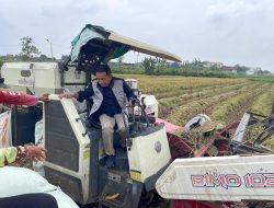 Serapan Tembus 101 Ribu Ton, BULOG DIY Perkuat Komitmen Dukung Swasembada Pangan