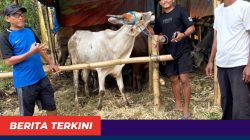 Lapak Om Rudy dan Team jual sapi qurban harga ekonomis