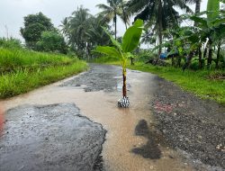 Bertahun Tak Tersentuh, Jalan Masaran–Kutawuluh Hancur: Warga Tanam Pohon Pisang sebagai Simbol Protes