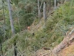 Warga Onanrunggu Resah Adanya Aktivitas Penebangan Kayu Secara Ilegal