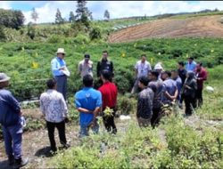 Pemerintah Dorong Hilirisasi Nilam Terpadu di Humbang Hasundutan