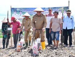 Bupati Samosir Vandiko Tanam Benih Jagung Bantuan Gubsu bersama Petani Ekonomi
