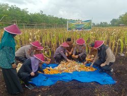 Polsek Bantan Gelar Panen Raya Jagung Dukung Swasembada Pangan 2026