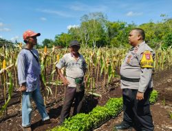 Bhabinkamtibmas Desa Suka Maju Tinjau Lahan Ketahanan Pangan Jagung Pipih