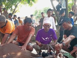 Masjid JAMI AL-MUKHLISIN Perum Nuansa Mekarsari Laksanakan Penyembelehan Hewan Qurban, Alhamdulillah Berjalan Lancar