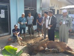 Idul Adha 1447 H, PWI Sumsel Sembelih 4 Ekor Sapi dan I Kambing