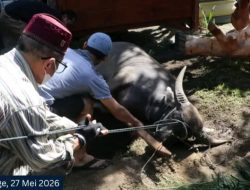 Idul Adha 1447 H di Rutan Kelas II Balige Sembelih 3 Hewan Kurban, Daging Dibagikan ke Warga Binaan.