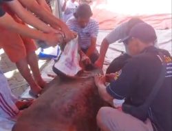 Idul Adha 1447 H. DKM Masjid Jami Al Ikhlas Bukit Cikasungka RW 09 sembelih 3 ekor sapi dan 14 ekor kambing dibagikan ke warga sekitar