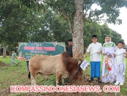 Polres Lamtim Ber-Kurban, Sebanyak 7 Ekor Sapi dan 4 Ekor Kambing Siap Disalurkan Kepada Masyarakat
