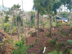 SKANDAL LAHAN KHDPK DI DIENG? Diduga Ada Pembiaran Oknum, Saat Petani Lokal Patuh Aturan, Lahan Justru Digarap Pihak Luar