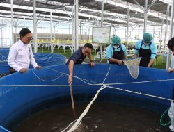 516 Ekor Lele Dipanen di SPPG Palmerah, Siap Diolah untuk Program Makan Bergizi Gratis
