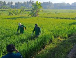 Dinas P3 Sleman, Perkuat Pengendalian Terpadu Guna Menjaga Produktivitas Tanaman Padi 