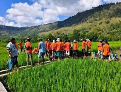 Pemkab Tapanuli Utara Gelar Gerakan Cepat Pengendalian Hama Padi di Desa Simatupang