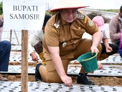 Pengembangan Bawang Putih Terus Diperkuat, Bupati Samosir Kembali Serahkan Bantuan 4 Ton Benih Bawang Putih.