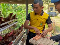 Brimob Polda Metro Jaya Panen Hasil Program Ketahanan Pangan