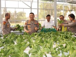 Kapolres Metro Jakarta Barat Tinjau SPPG dan Panen Sayuran Pokcoy Di Greenhouse SPPG Polri Palmerah