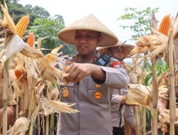 Polres Metro Tangerang Kota Panen Jagung di Batuceper, Dukung Swasembada Pangan