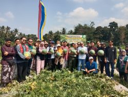 Budidaya Semangka Nonbiji Menjanjikan, Pemkab Sleman Dukung Patani Milenial Kembangkan Bersama Mitra dan Binaannya