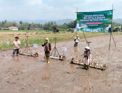 Dukung Ketahanan Pangan Nasional, Sleman Lakukan Tanam Padi Dengan Cara Metode PM-AAS