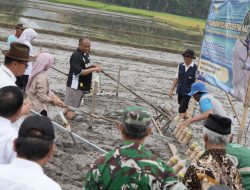 Dukung Ketahanan Pangan Nasional, Bupati Sleman Bersama Kelompok Tani Terapkan Budidaya Padi Metode PM AAS di Margodadi