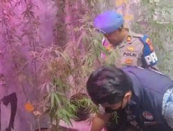 Polrestabes Bandung Ungkap Budidaya Ganja Rumahan, Amankan Oknum ASN Kementerian PU