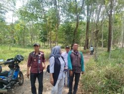 Kemarau Panjang Mundur Satu Bulan, Sebagian Kebun Kopi Lereng Merapi Masuk Fase Kritis