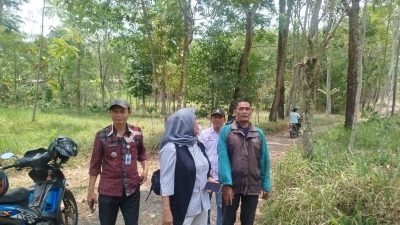 Kemarau Panjang Mundur Satu Bulan, Sebagian Kebun Kopi Lereng Merapi Masuk Fase Kritis